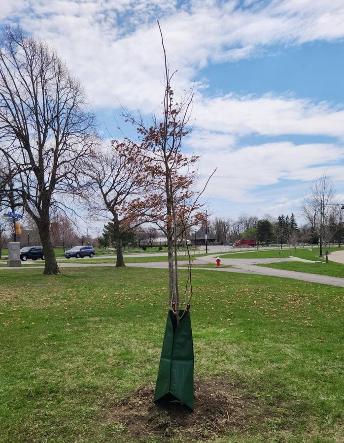 Yellow Wood Tree Planted on April 15, 2023.jpg