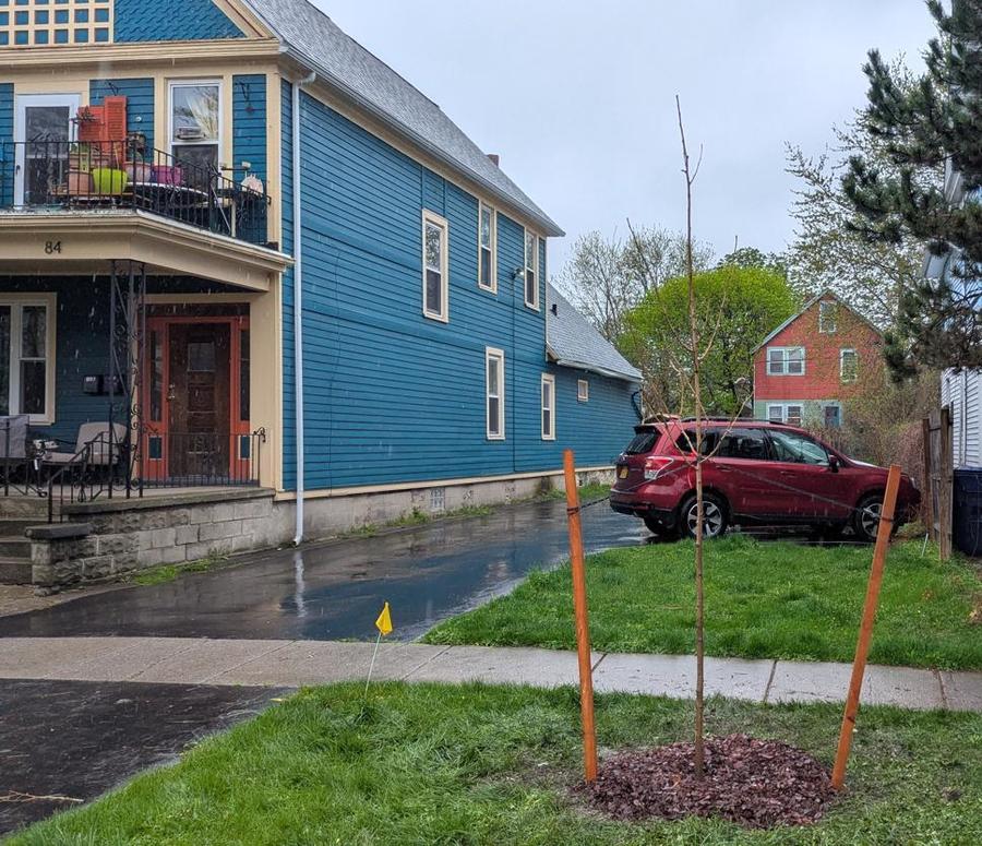 May 4 Planted Tree