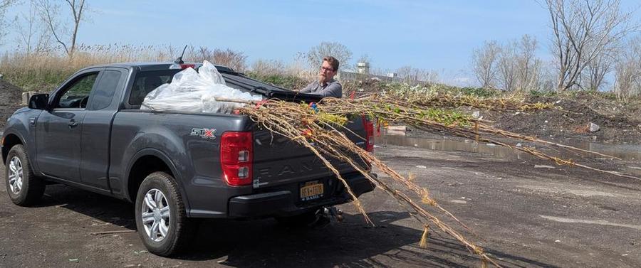 Tree plantingpg