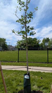 Lang-Weber Park