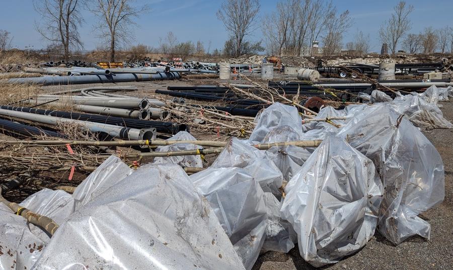 Bare root trees ready for planting.jpg