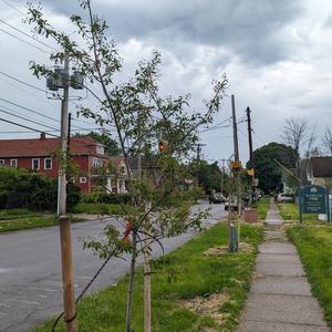 Leafed Tree 2024.jpg