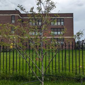 Leafed trees 3 M.jpg