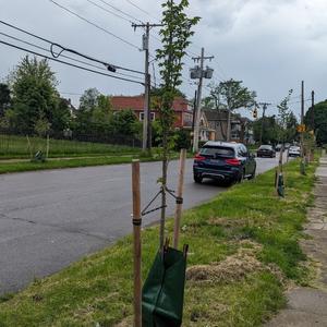 Leafed trees 4 M.jpg