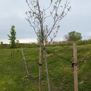 Leafed trees 5 M.jpg