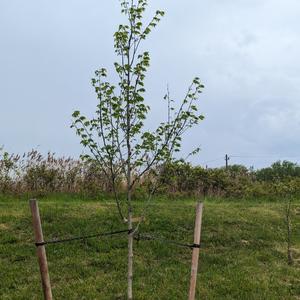 Leafed tree 2024.jpg
