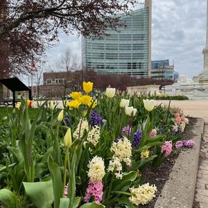 Buffalo in Bloom 1.jpg