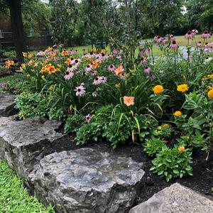 Buffalo in Bloom 10.jpg