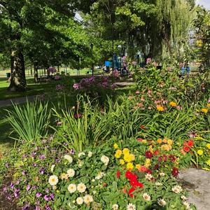 Buffalo in Bloom 12.jpg