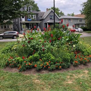 Buffalo in Bloom 13.jpg