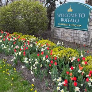 Buffalo in Bloom 2.jpg