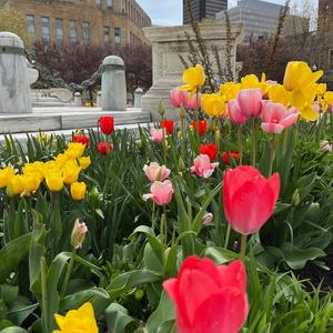 Buffalo in Bloom 3.jpg
