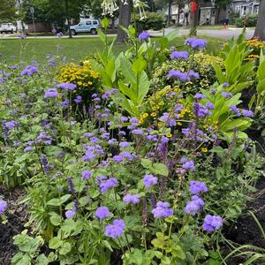 Buffalo in Bloom 7.jpg
