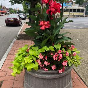 Buffalo in Bloom 9.jpg