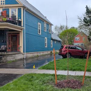 May 4 Planted Tree