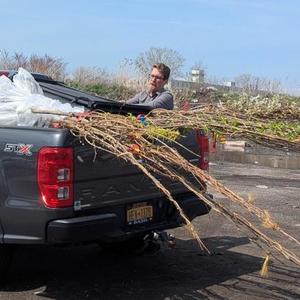 Tree plantingpg