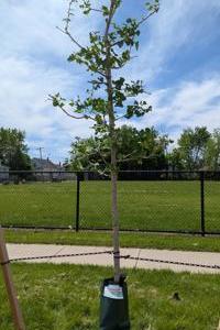Lang-Weber Park