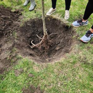 Tree Planting Grounds of Buffalo Museum of Science