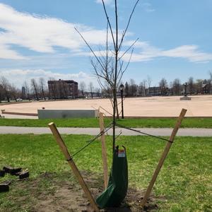 Yellow Wood Tree Planted on April 15, 2023.jpg