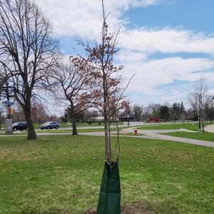 Yellow Wood Tree Planted on April 15, 2023.jpg