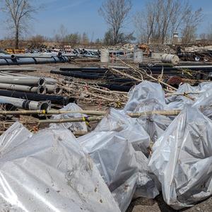 Bare root trees ready for planting.jpg