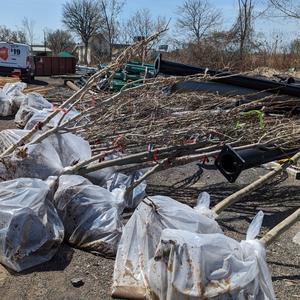 Bare root trees ready of planting (Medium).jpg