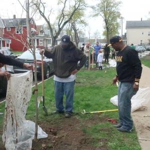 Bare root trees ready of planting (Medium).jpg